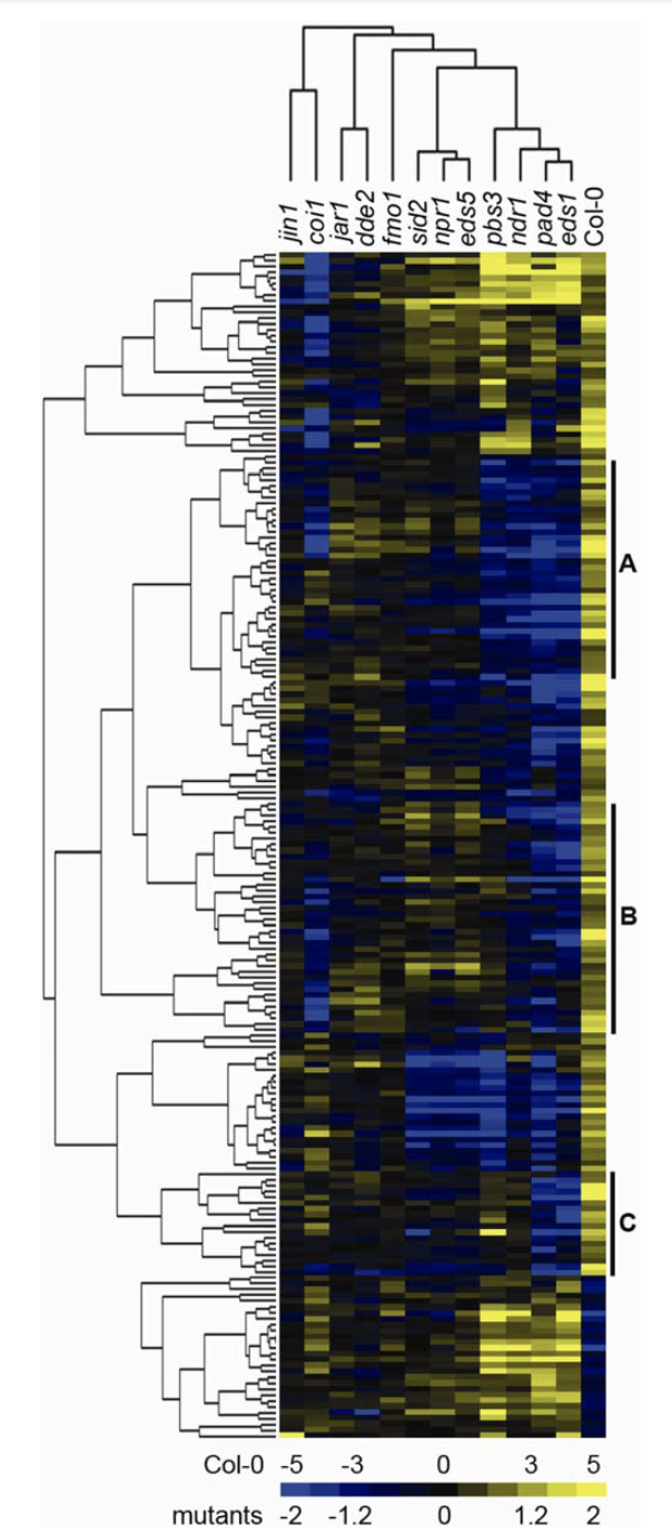 The Genetic Network Controlling the <i>Arabidopsis</i> Transcriptional Response to <i>Pseudomonas syringae</i> pv. <i>maculicola</i>: Roles of Major Regulators and the Phytotoxin Coronatine